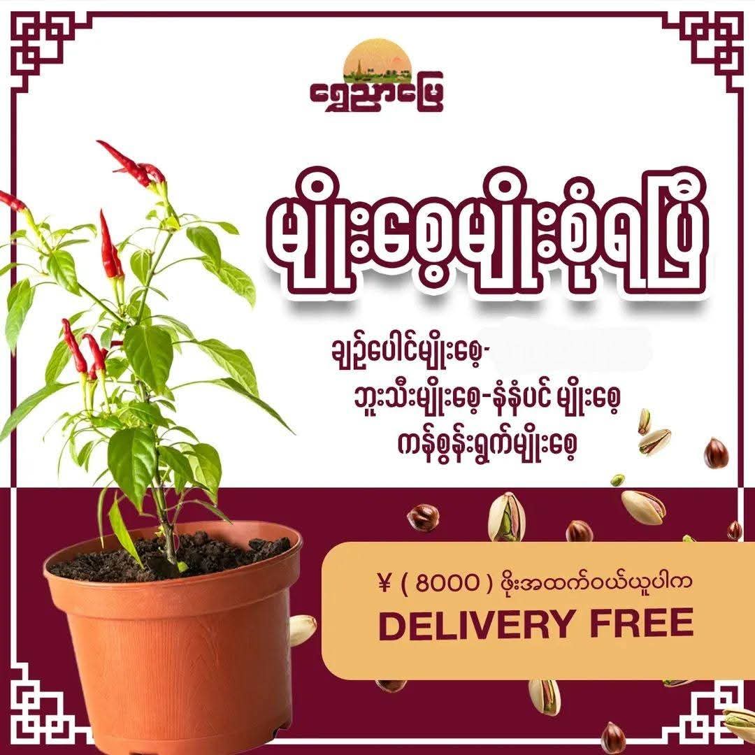 မျိုးစေ့များ