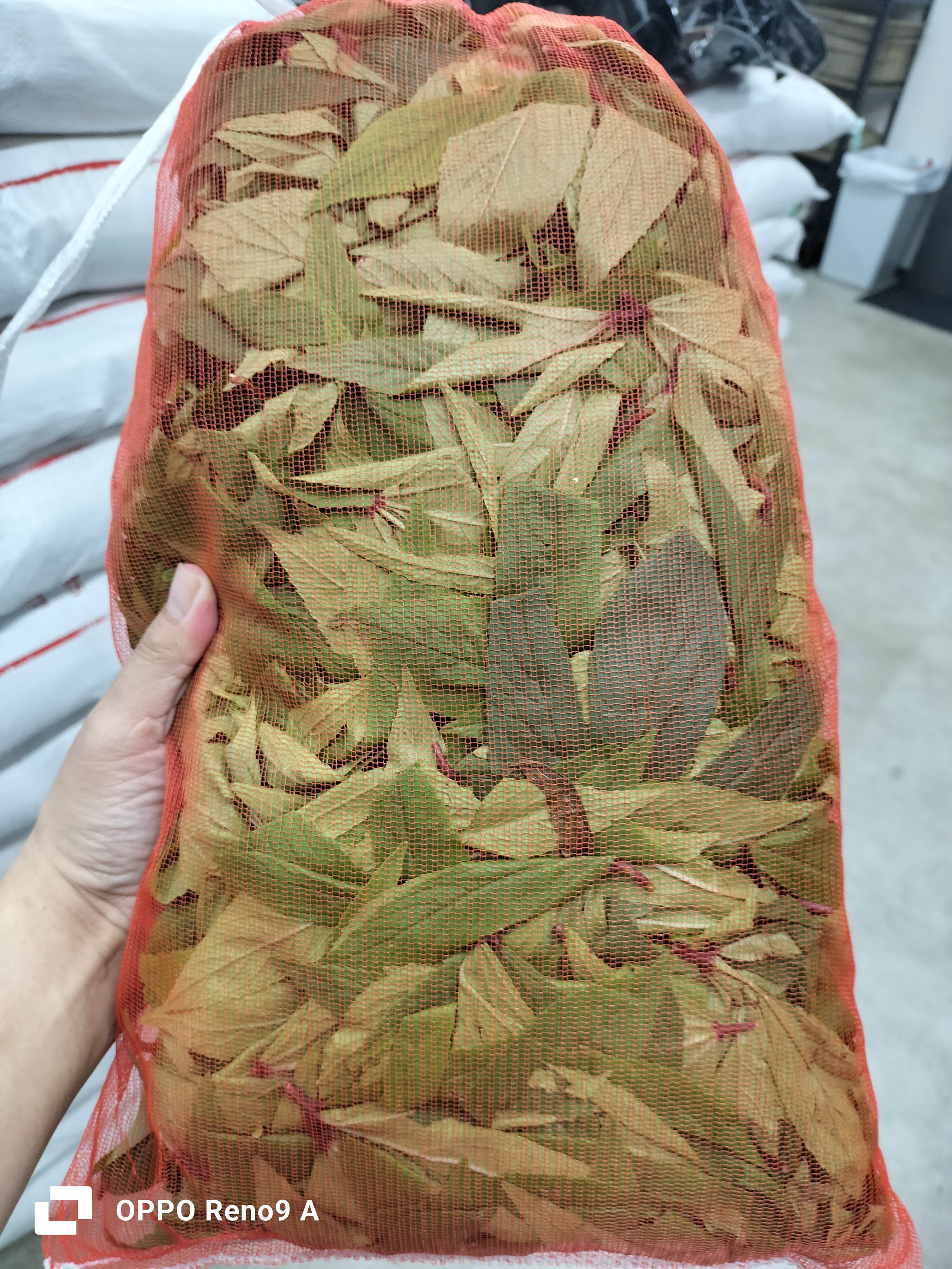ချဉ်ပေါင်ရွက်သီးသန့်1kg(တဦး2kgထိ🙏)