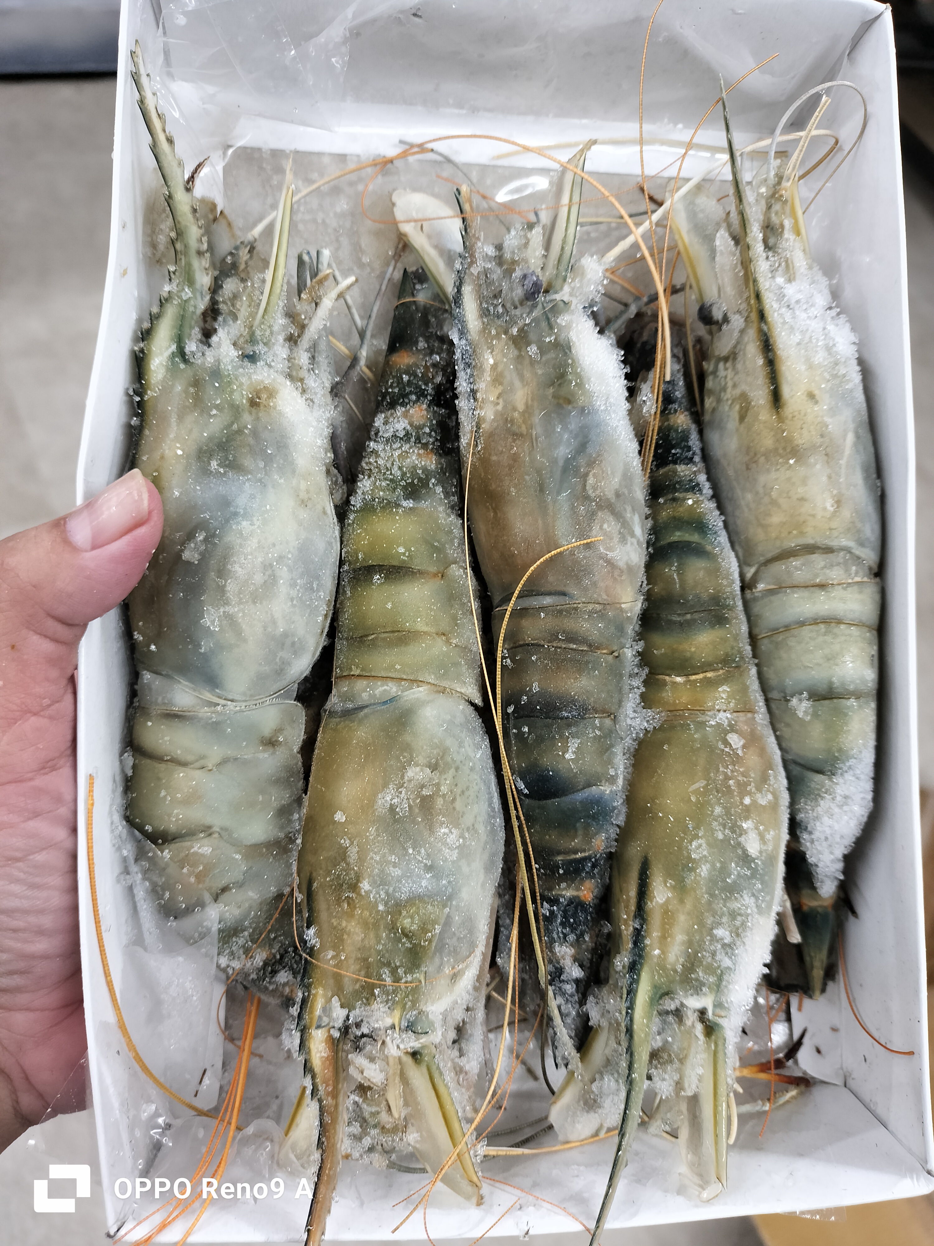ပုဇွန်တုတ်(LL)