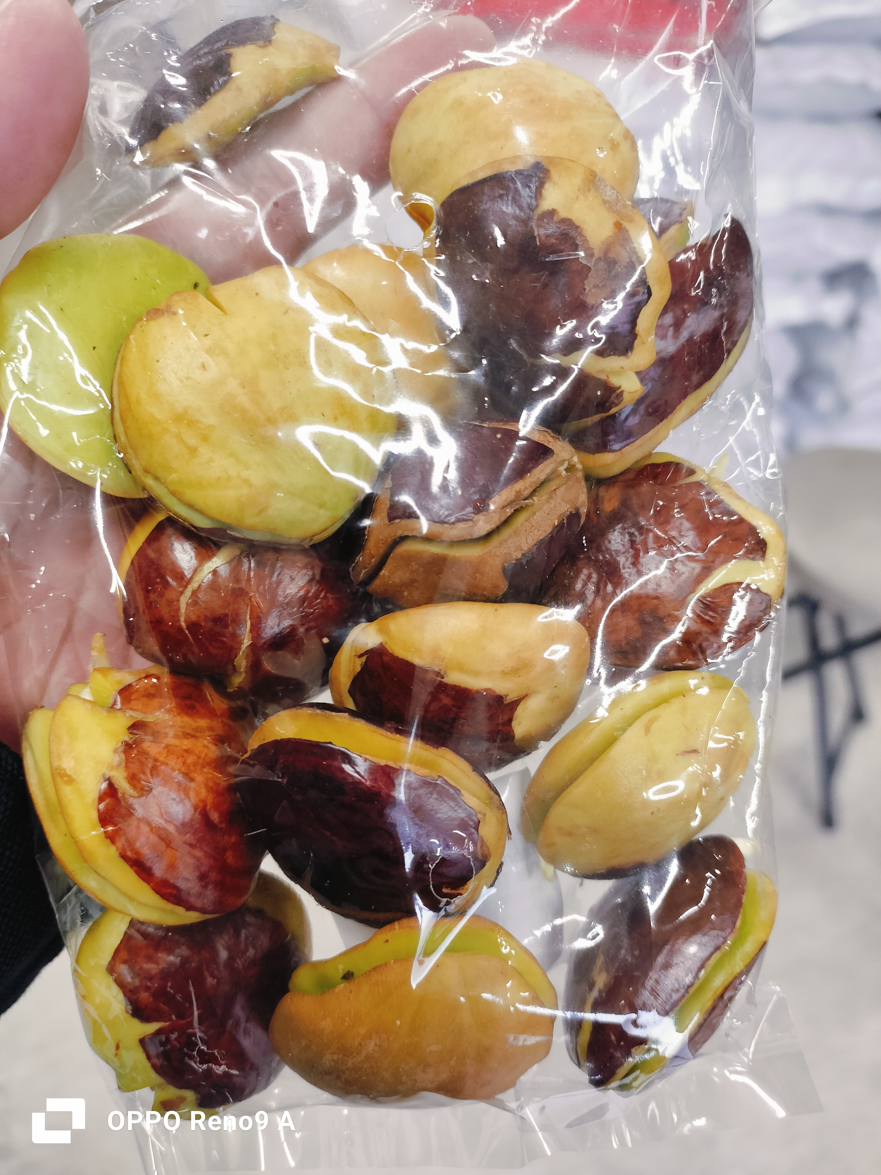 ဒညင်းဝက်တညင်းဝက်Fresh