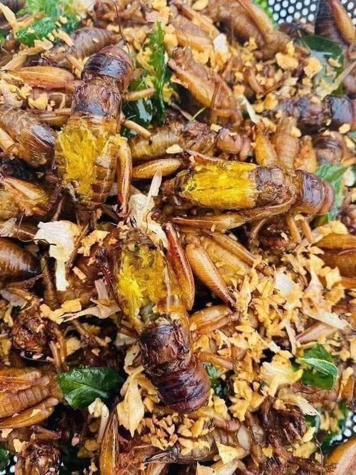 ဆောင်းဥပုရစ်ကြော်အ‌ရော 50