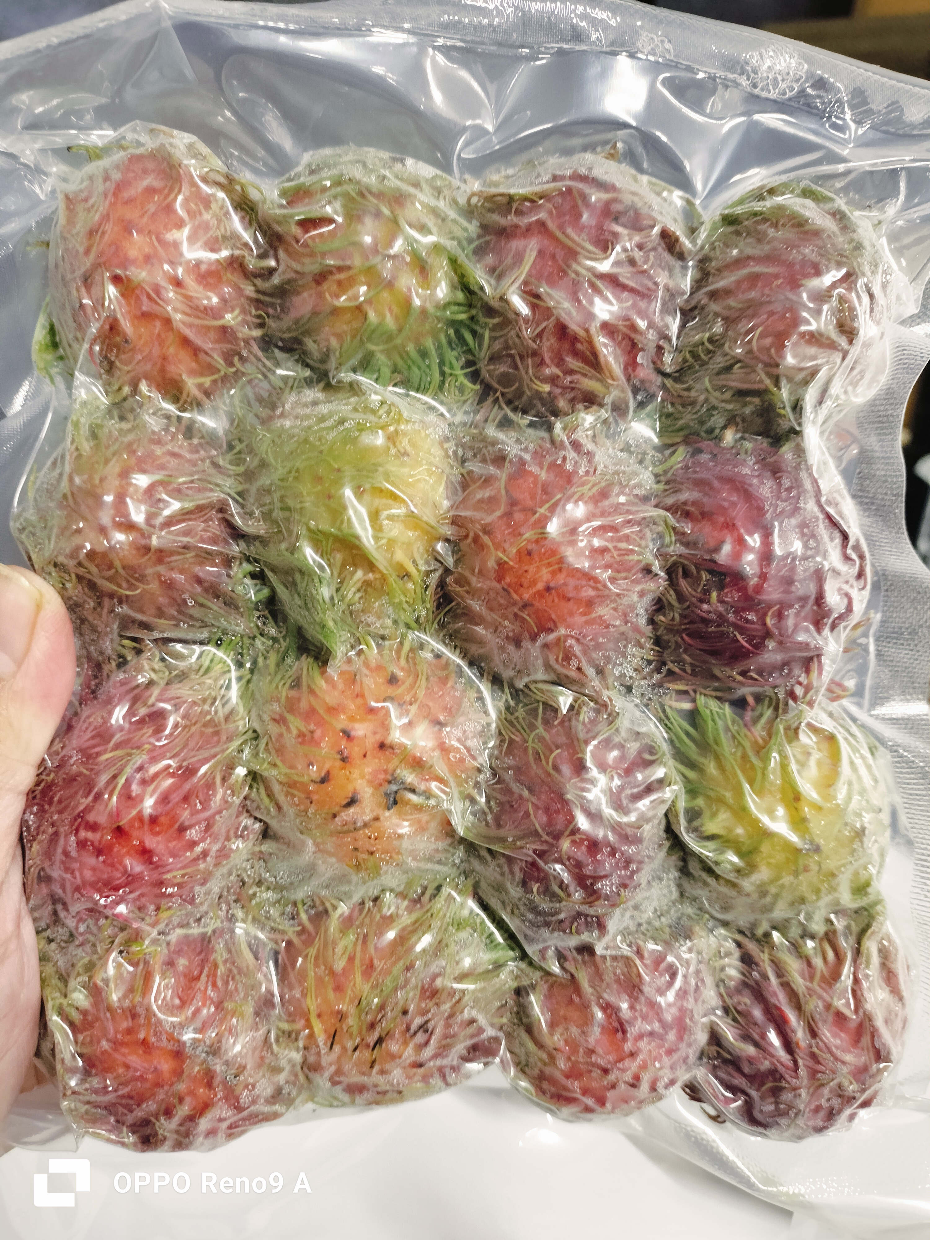 ကြက်မောက်သီး