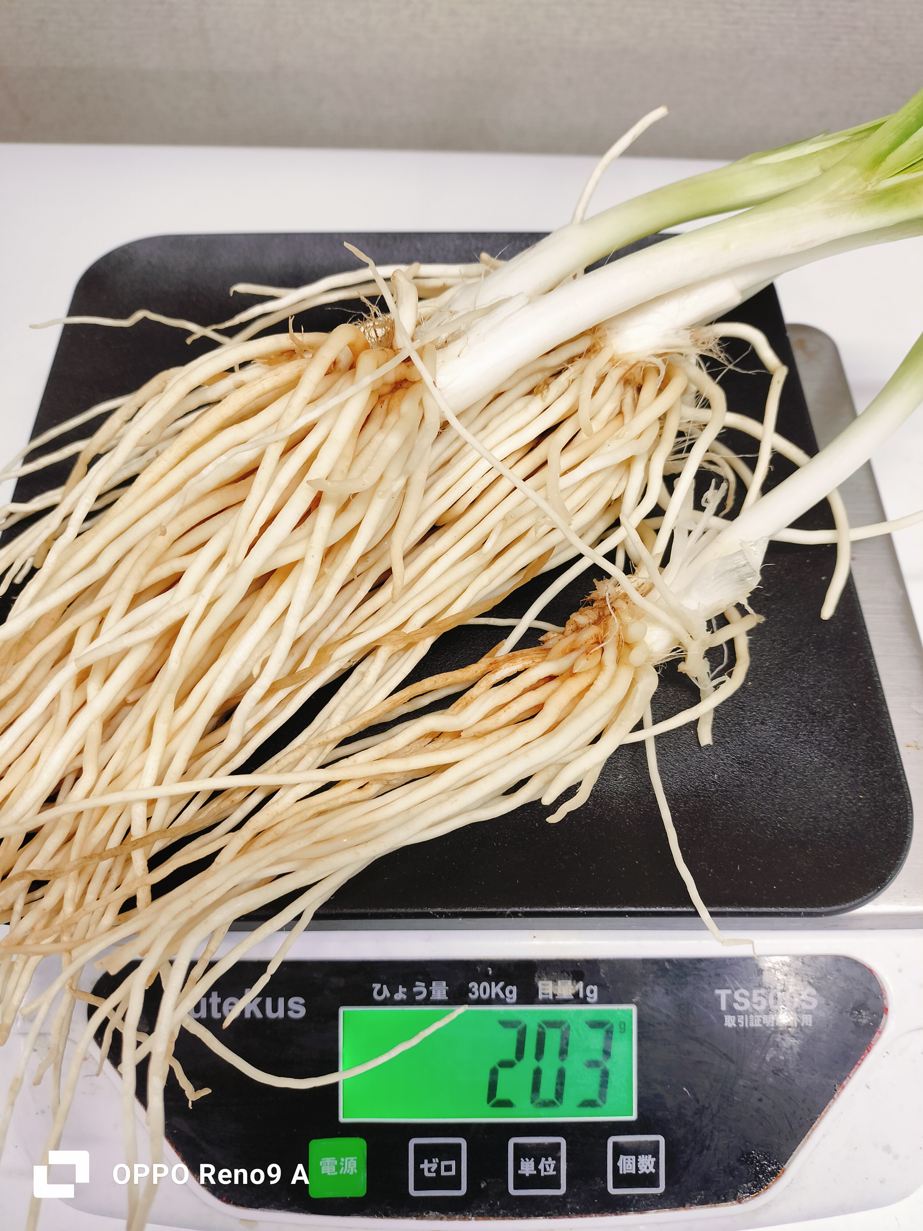 ဂျူးမြစ်