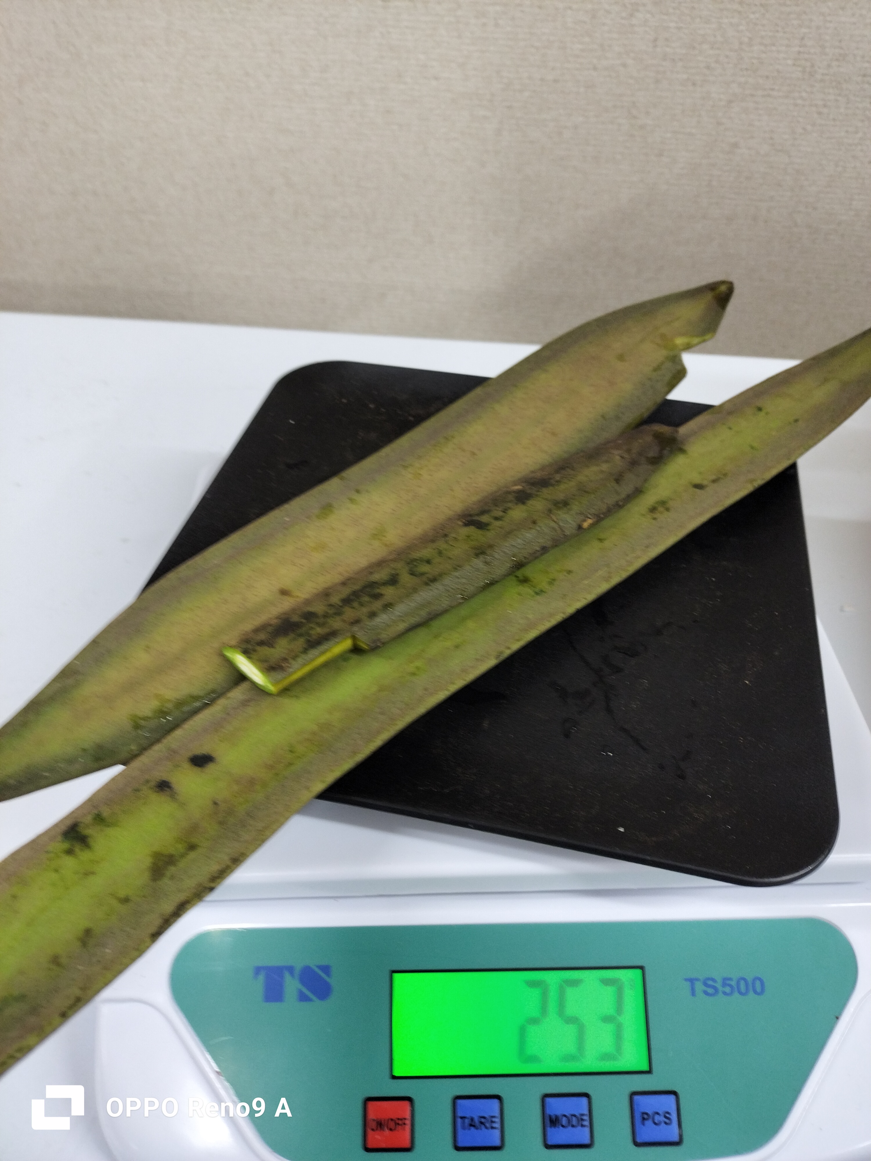 ကြောင်လျှာသီး250g