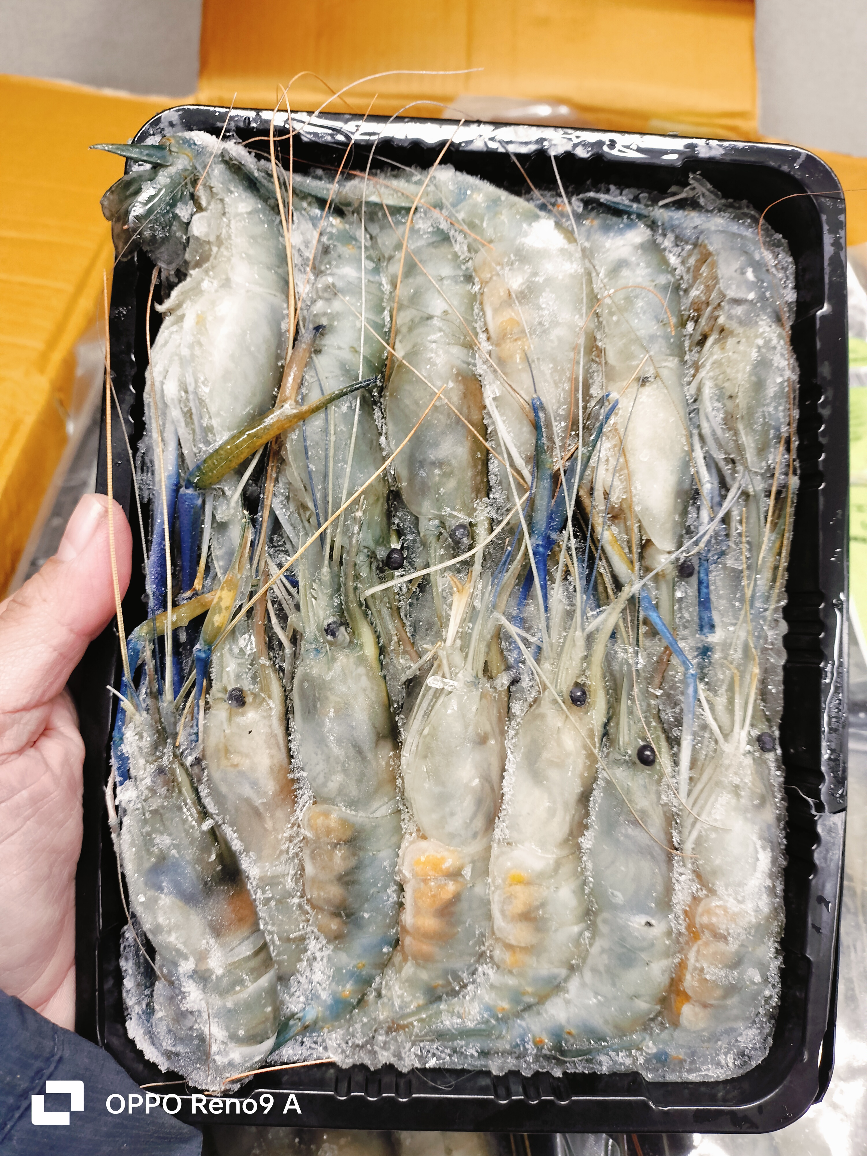 ❄️ပုဇွန်တုတ်