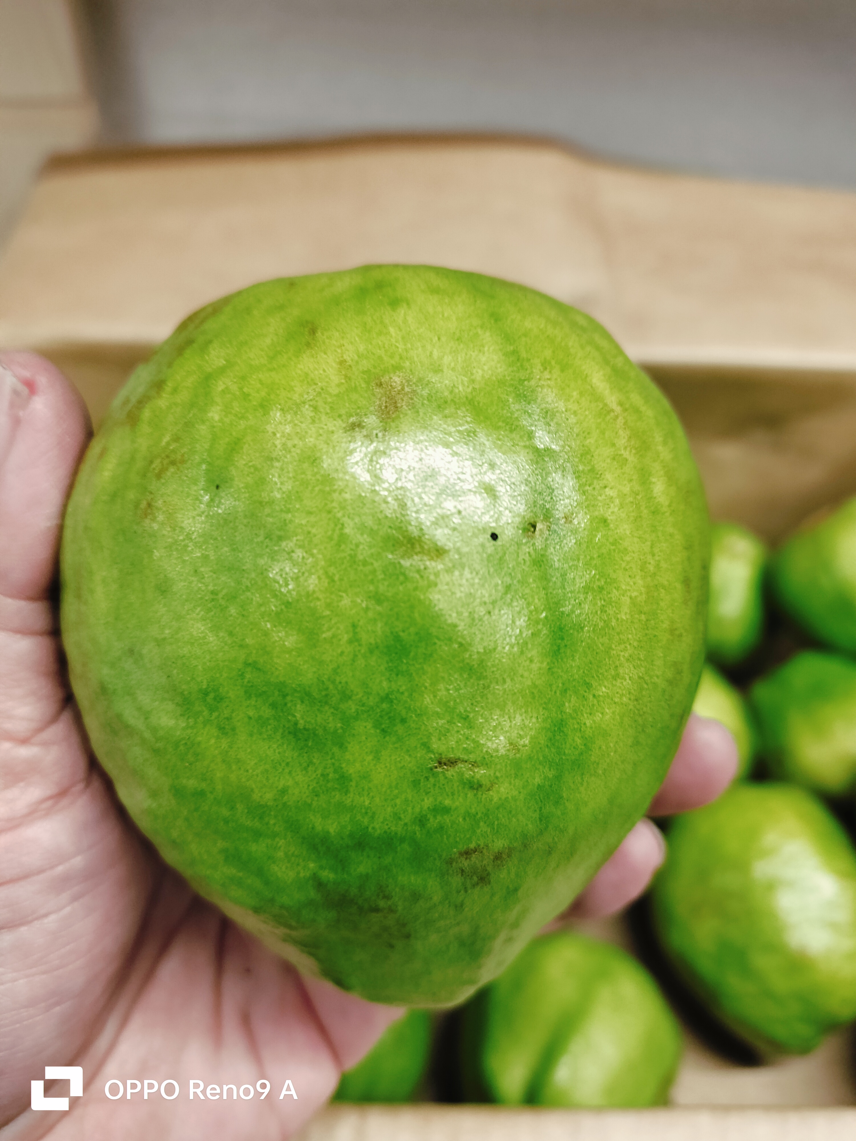 မာလကာသီး L