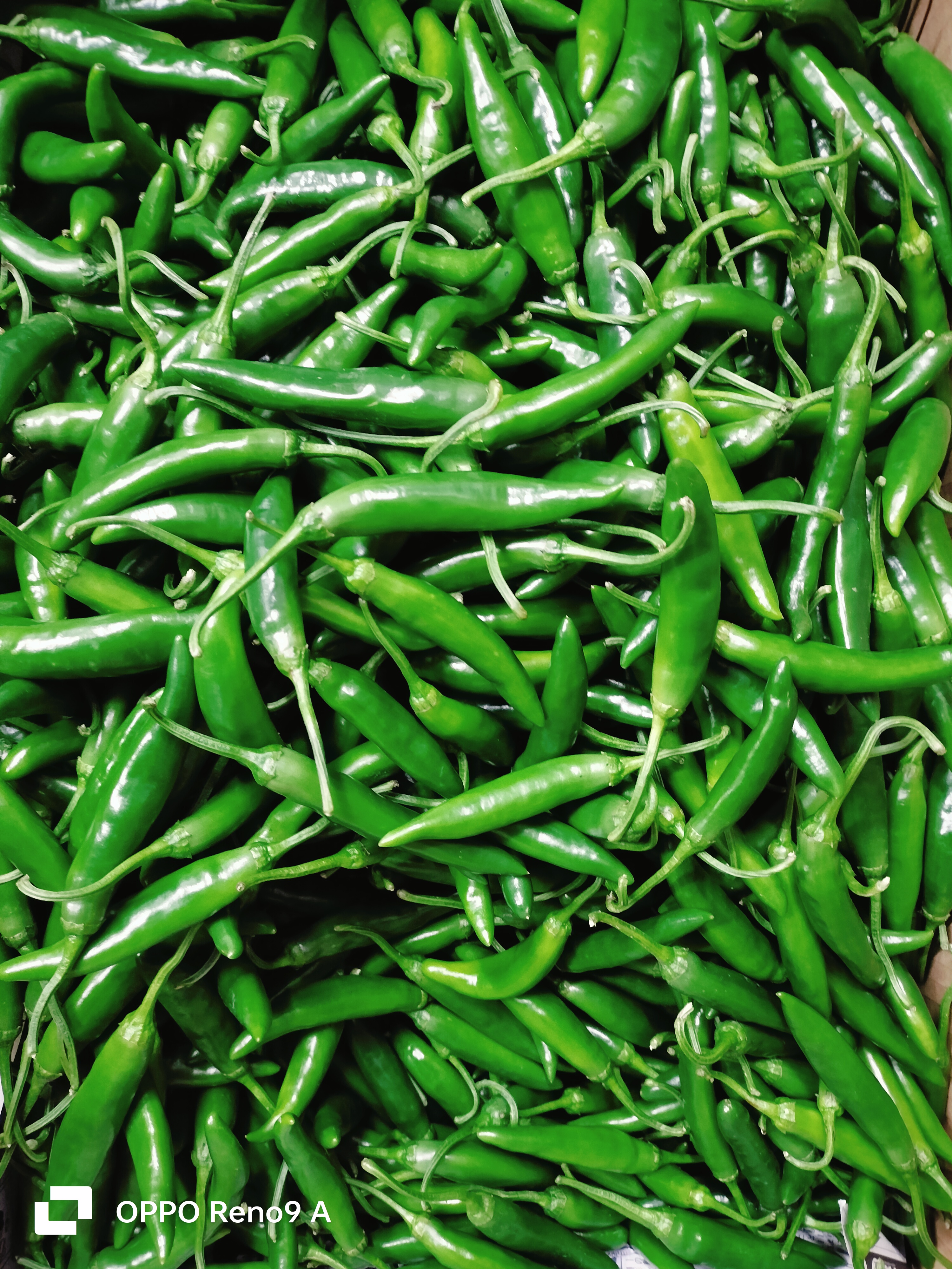 ငရုတ်သီးစိမ်းfresh(200g)