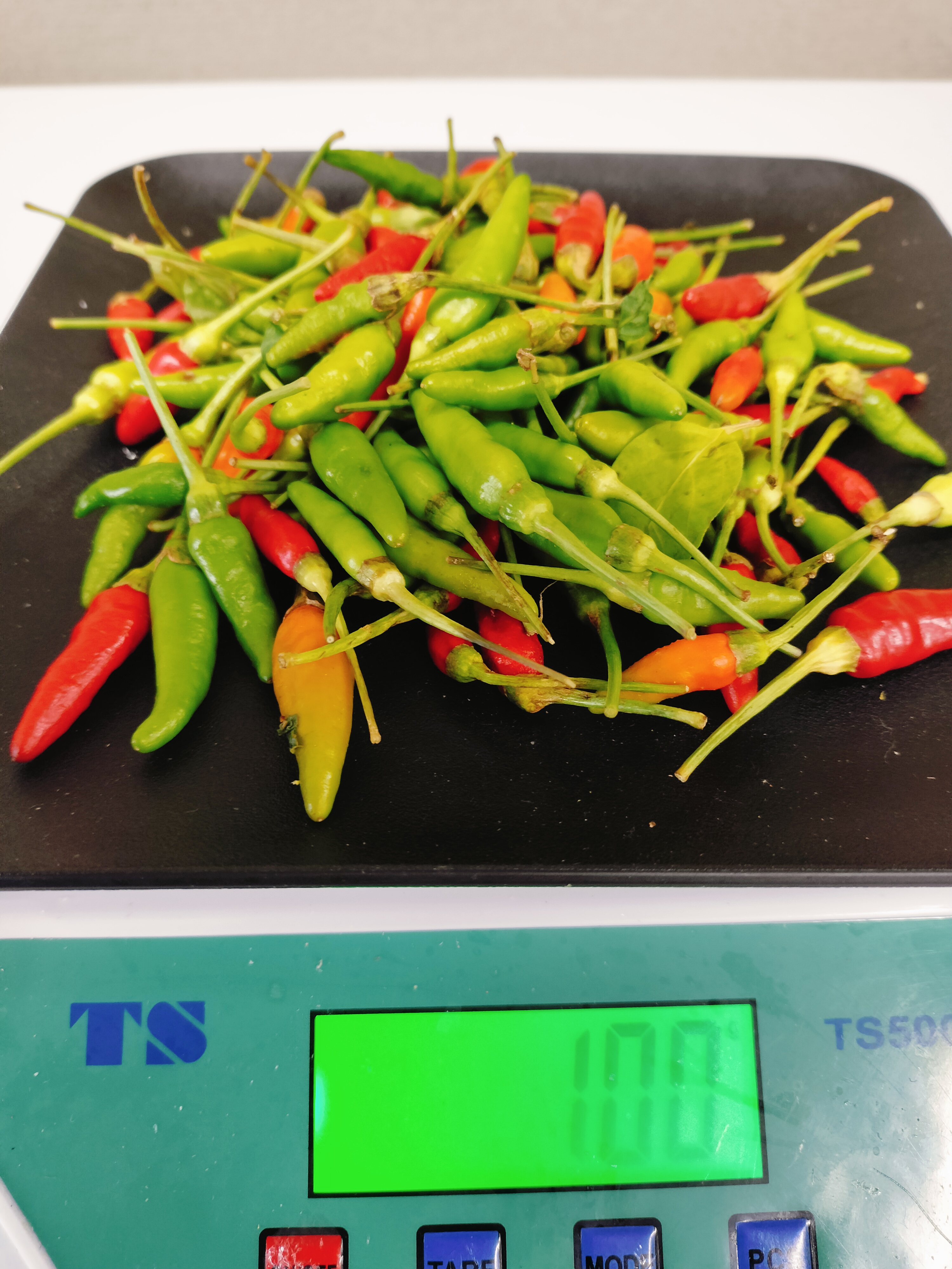 ငရုတ်သီးမိုးမျှော်fresh