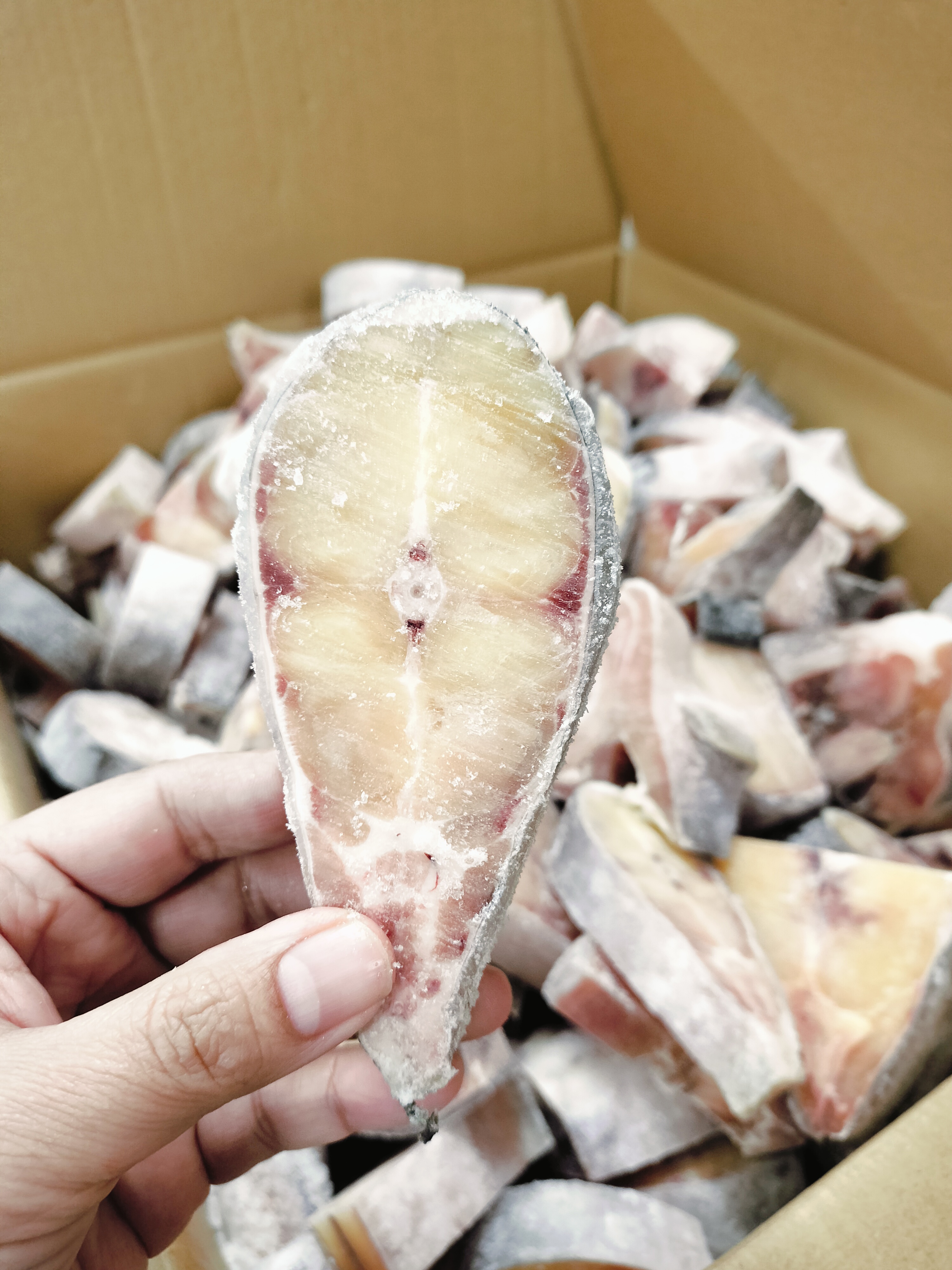 ❄️ငါးပတ်/ငါးဘတ်❄️