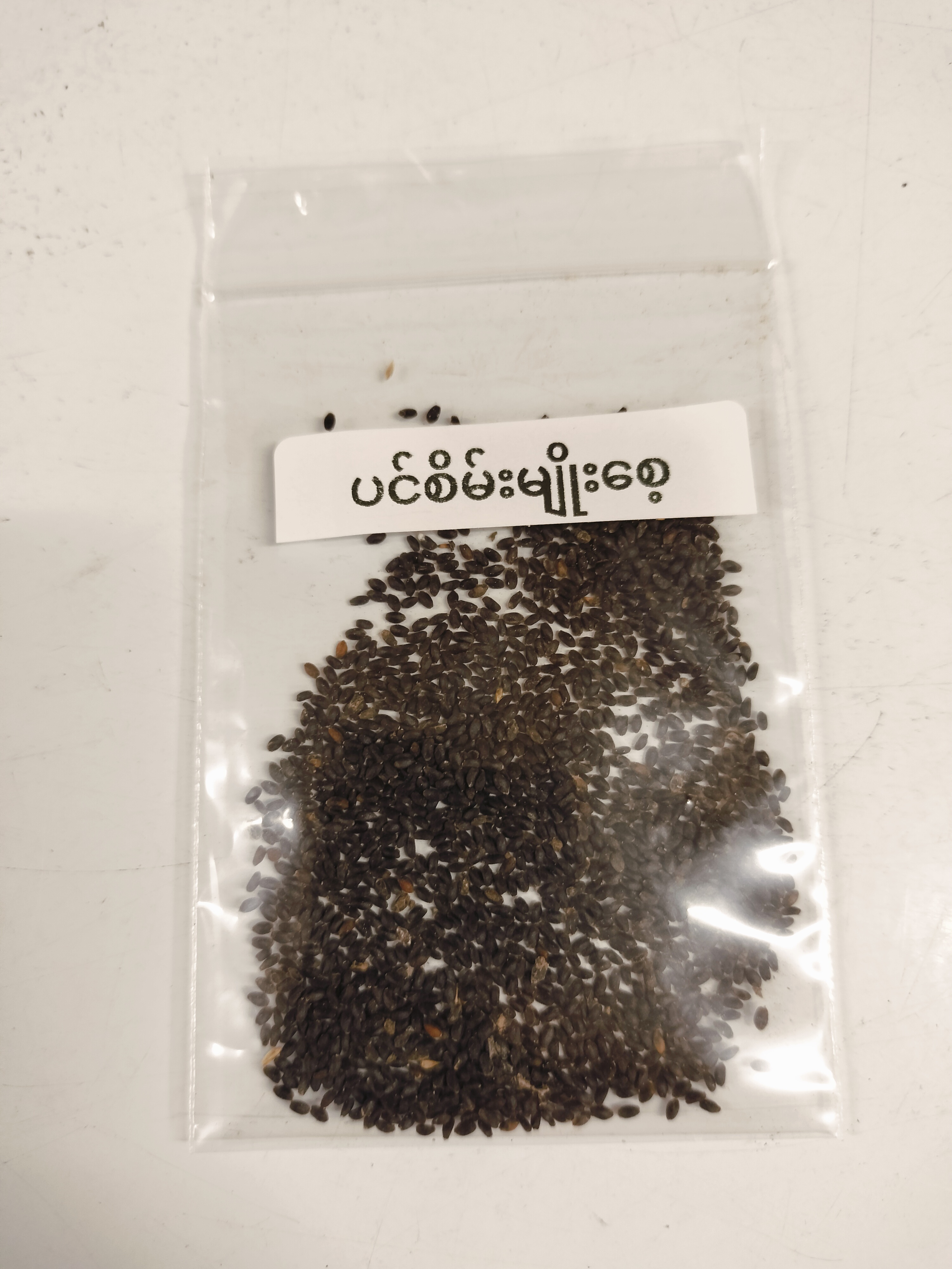 ပင်စိမ်းမျိုးစေ