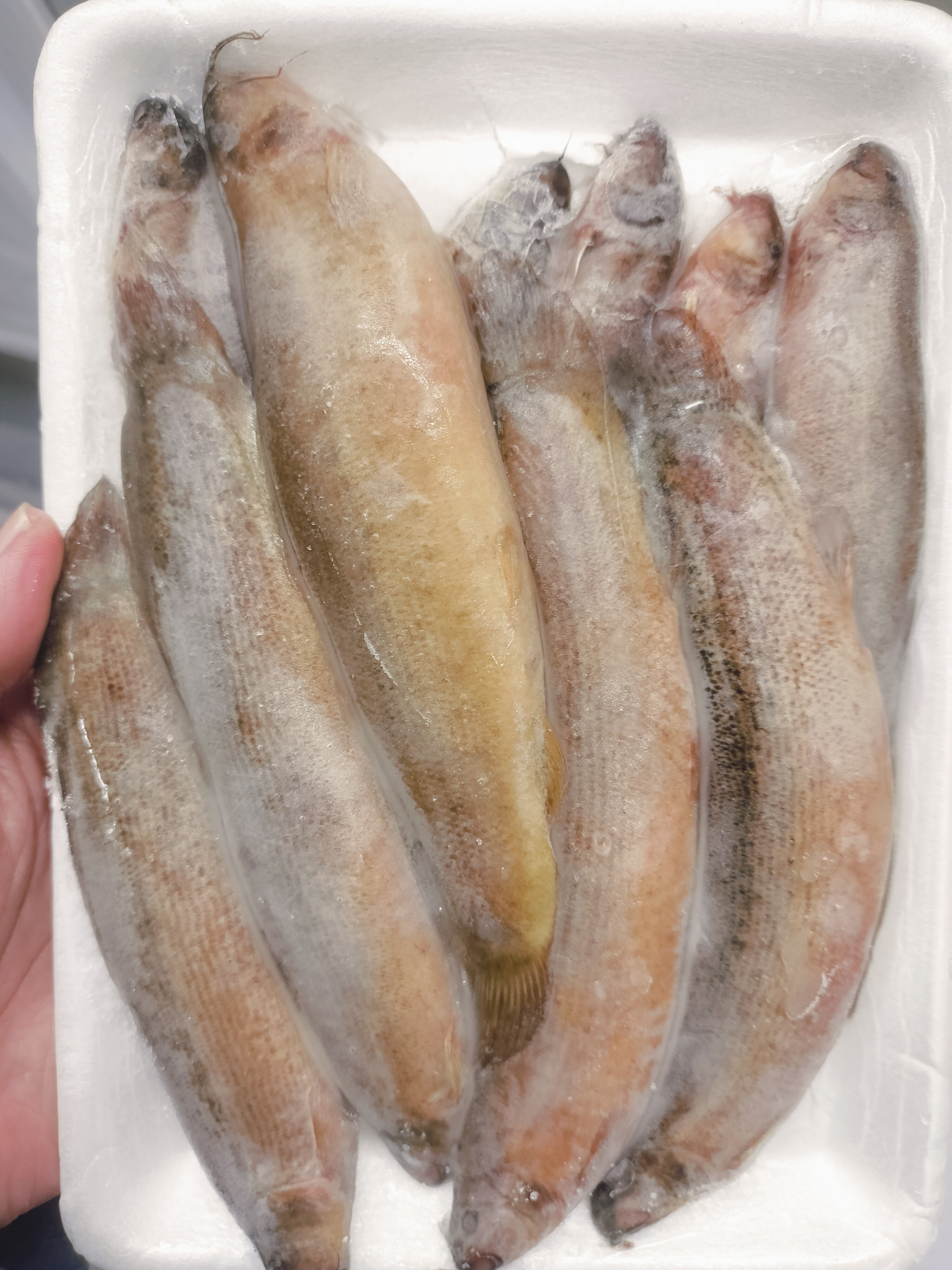 ❄️ငါးသလဲထိုးဗီယက်နမ်