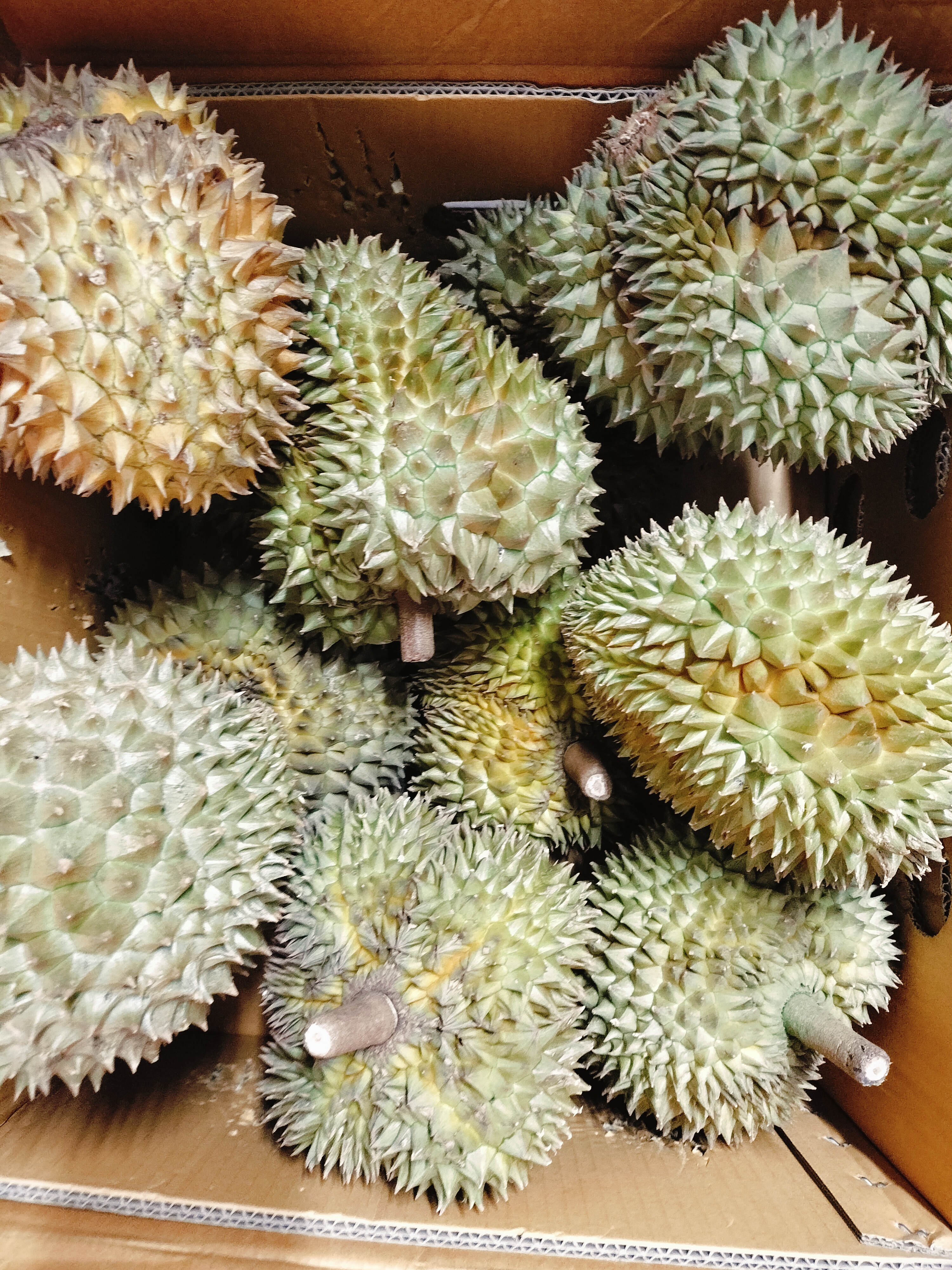 ဒူးရင်းသီးမွန်ထောင်း(1.2~kg)