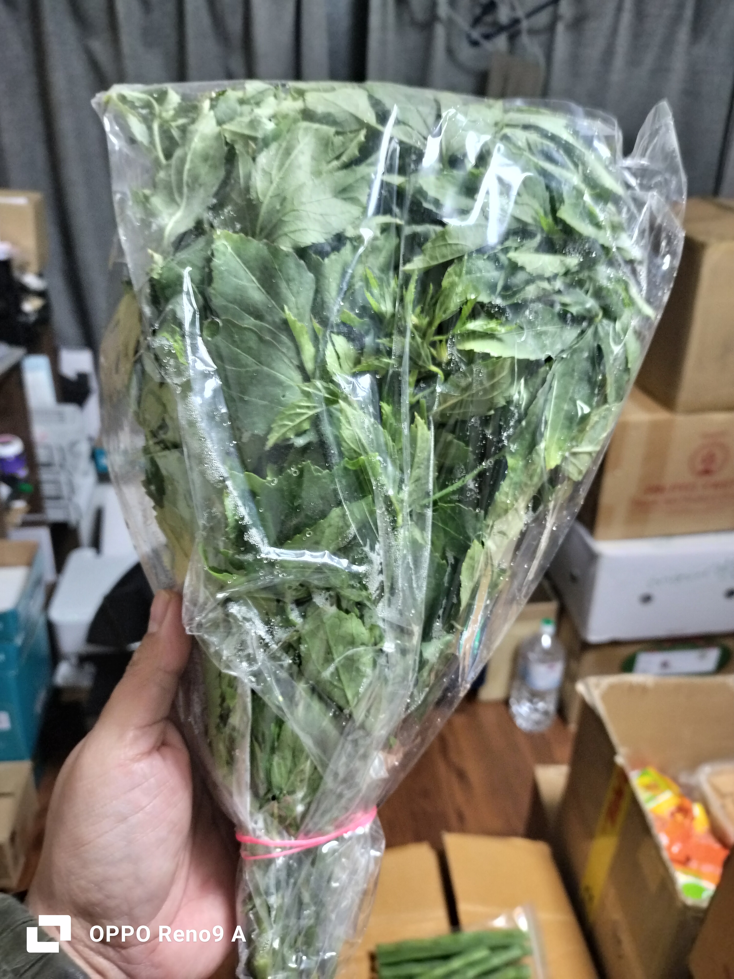 ချဉ်ပေါင်ရွက်fresh