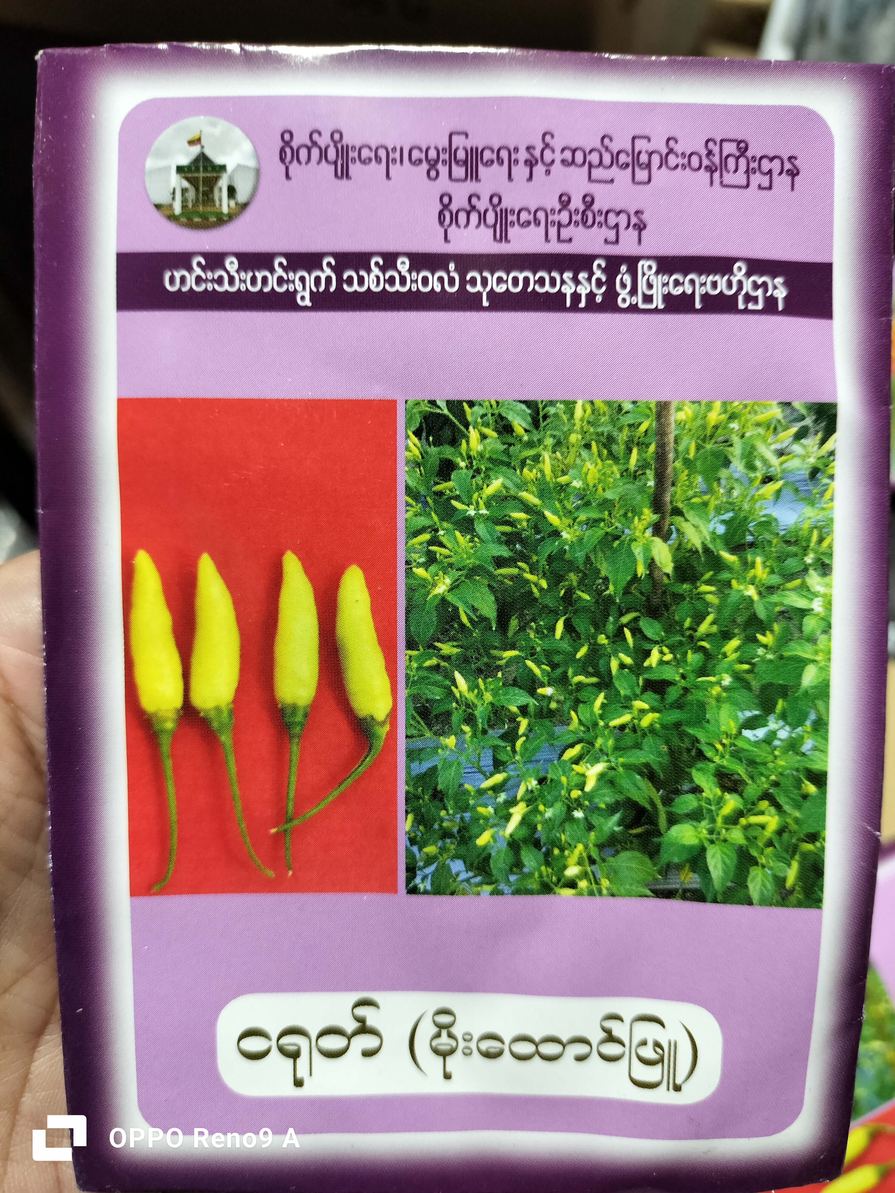 ငရုတ်မျိုးစေ့ (မိုးထောင်)